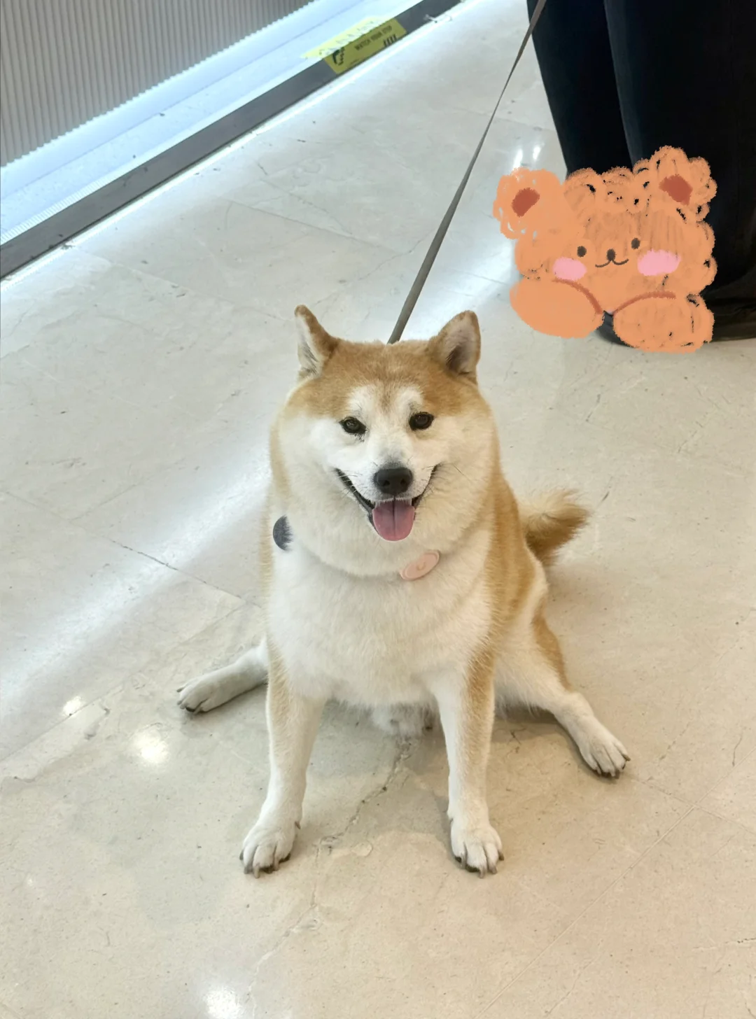 好想我的狗