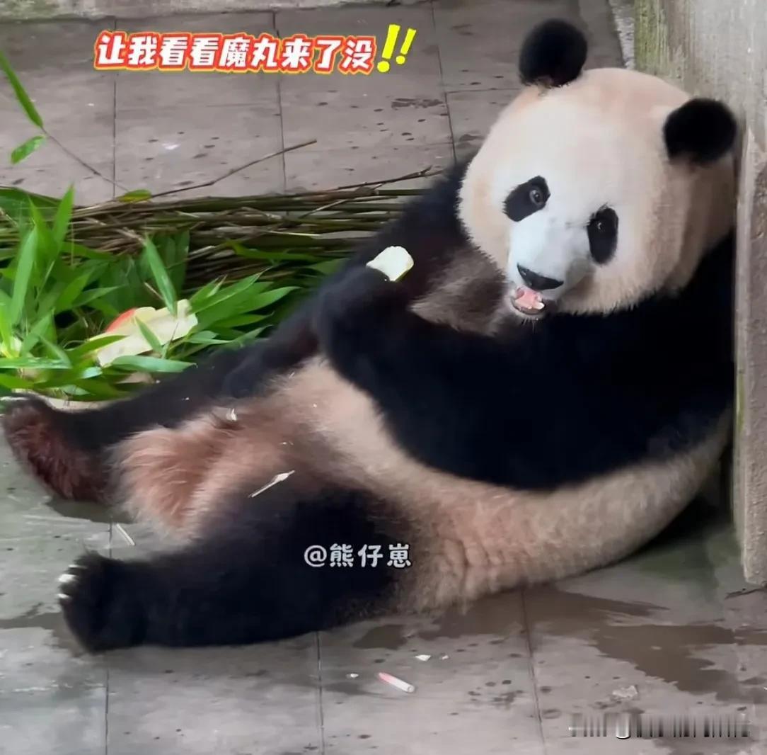 [大笑]良月也有800个心眼子，奶爸放了一小竹筐新鲜美食在熊洞门口，里面有嫩竹笋
