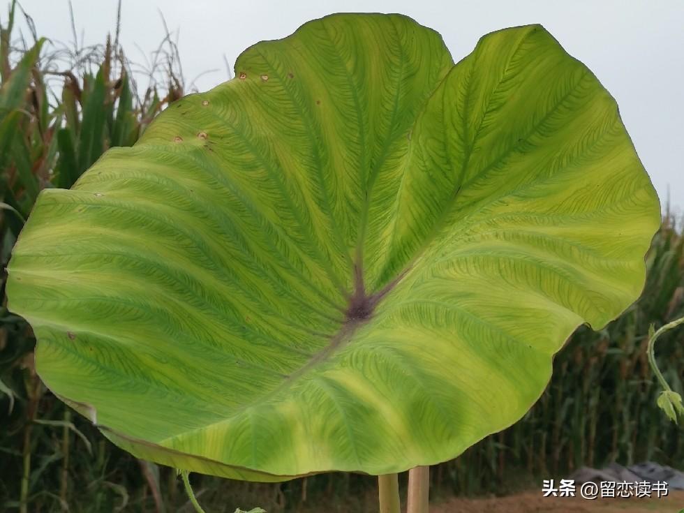 你相信吗？大多数人都在纠结一个问题：这个家里，到底是婆婆需要儿媳妇，还是儿媳妇需