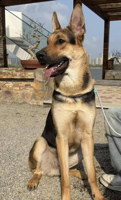 湖北武汉，一25岁女子与自家宠物狗日常嬉闹时，狗狗猛然扑跳重重踩在她胸口，当场造