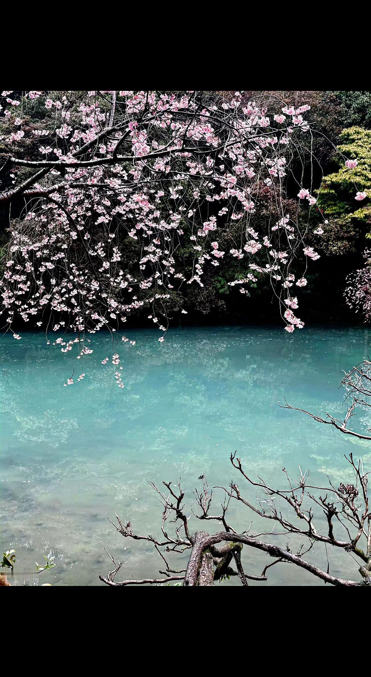 🌸粉樱坠落湖面，碎成一片流动的星河✨。当春天以液态形式存在，时间便有了密度🌊