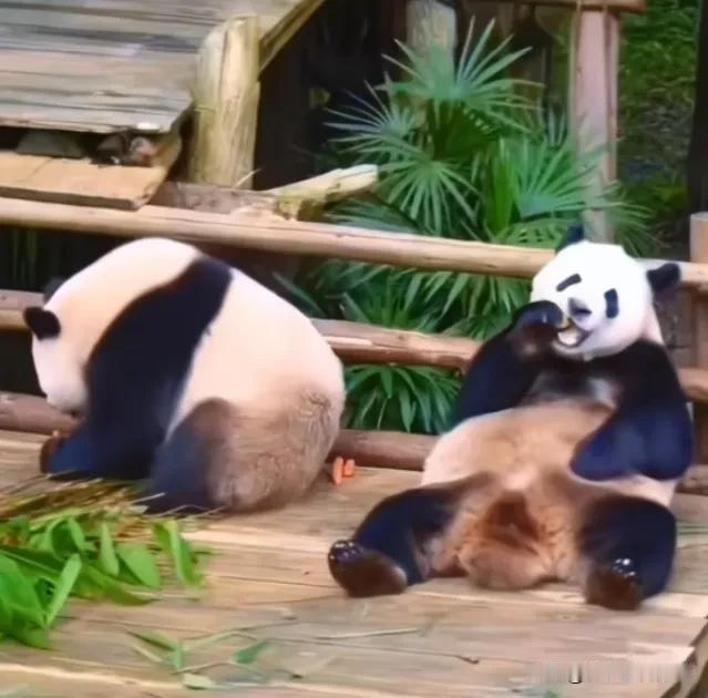 看到三妹儿藏果果的视频就觉得很好笑，三妹儿太聪明了，为了多吃一点果果，想了好多办