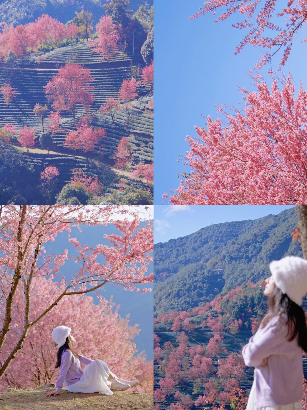 1800公里！飞去看大理无量山樱花呀🌸