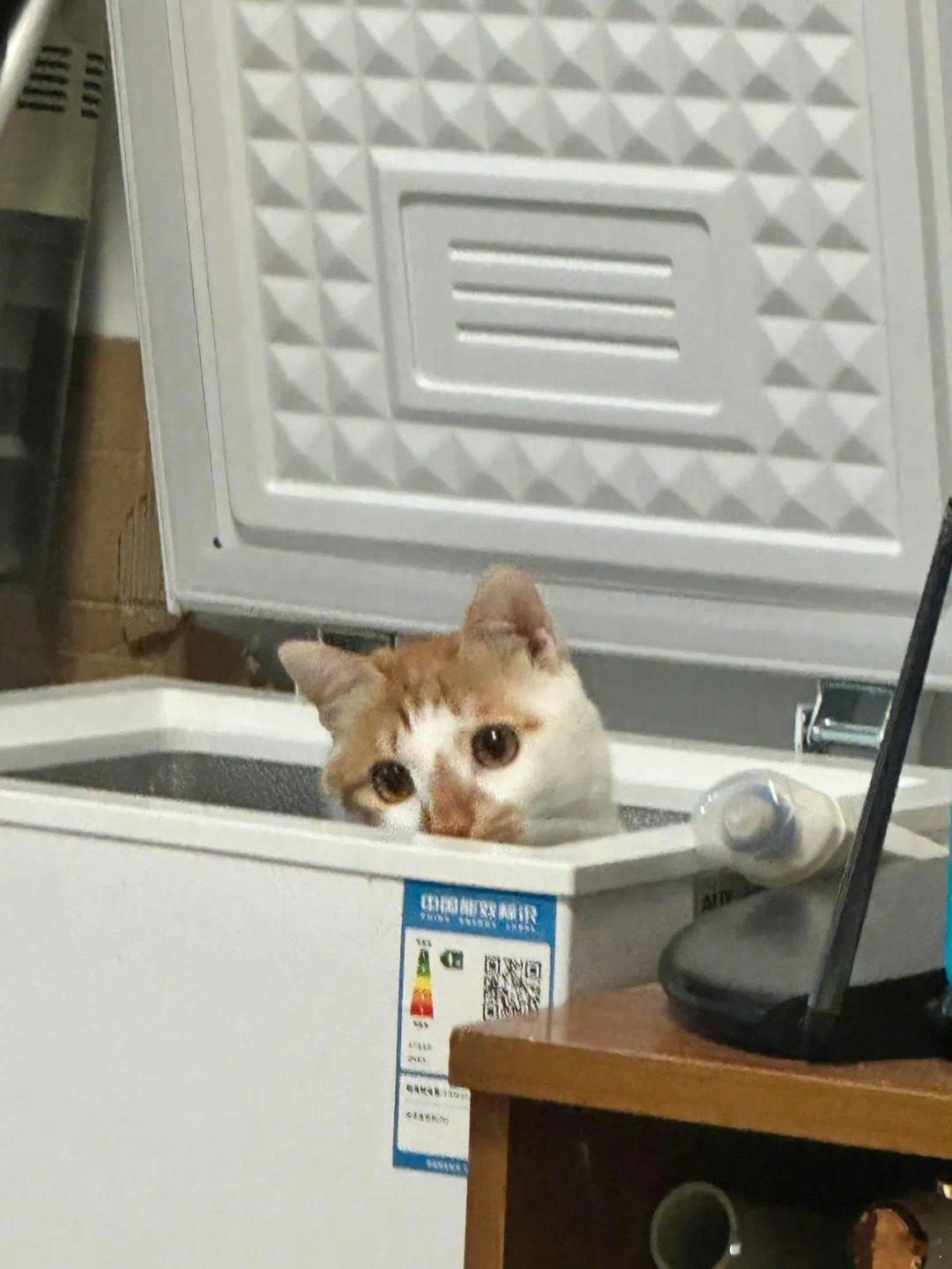 猫猫脆冰冰正在制作中 宠物卖萌中心 ​​​