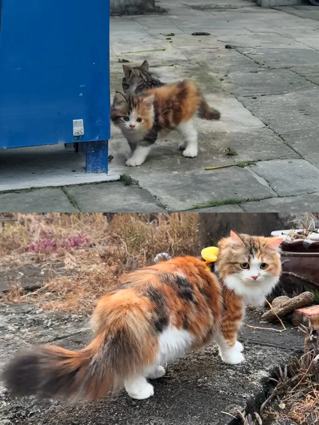 或许把流浪小猫养得很漂亮也值得骄傲吧