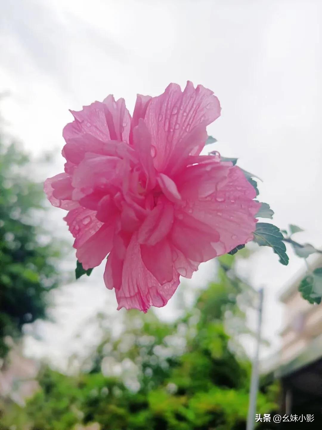 #随手一拍的花朵有多美#