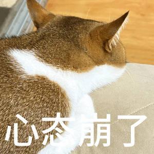 我突然想起我为了续签卡和加速卡，花钱买了好多会员，而且是三个号，有木有安慰到你们