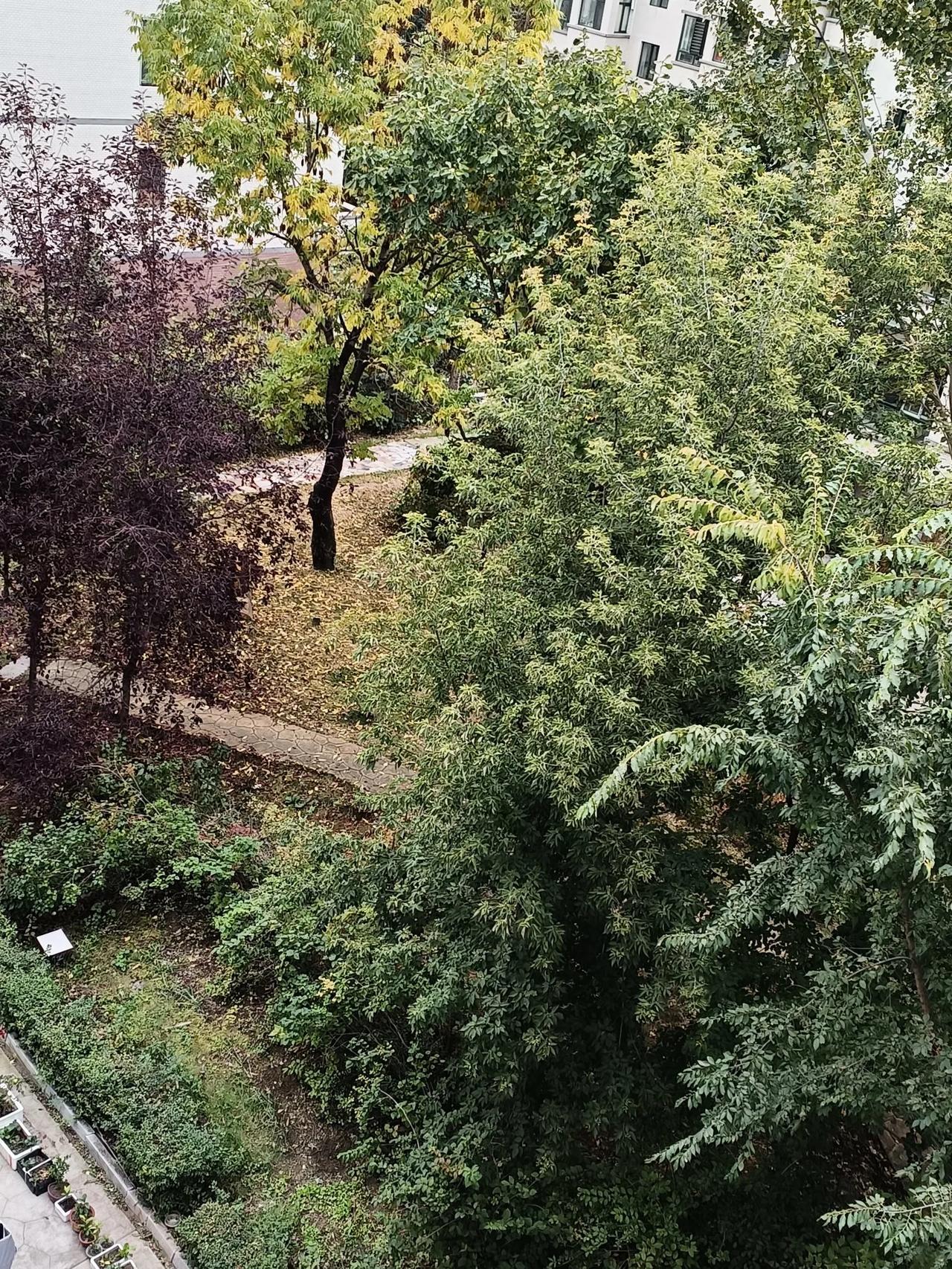 #可以分享一张秋景树叶的照片吗#