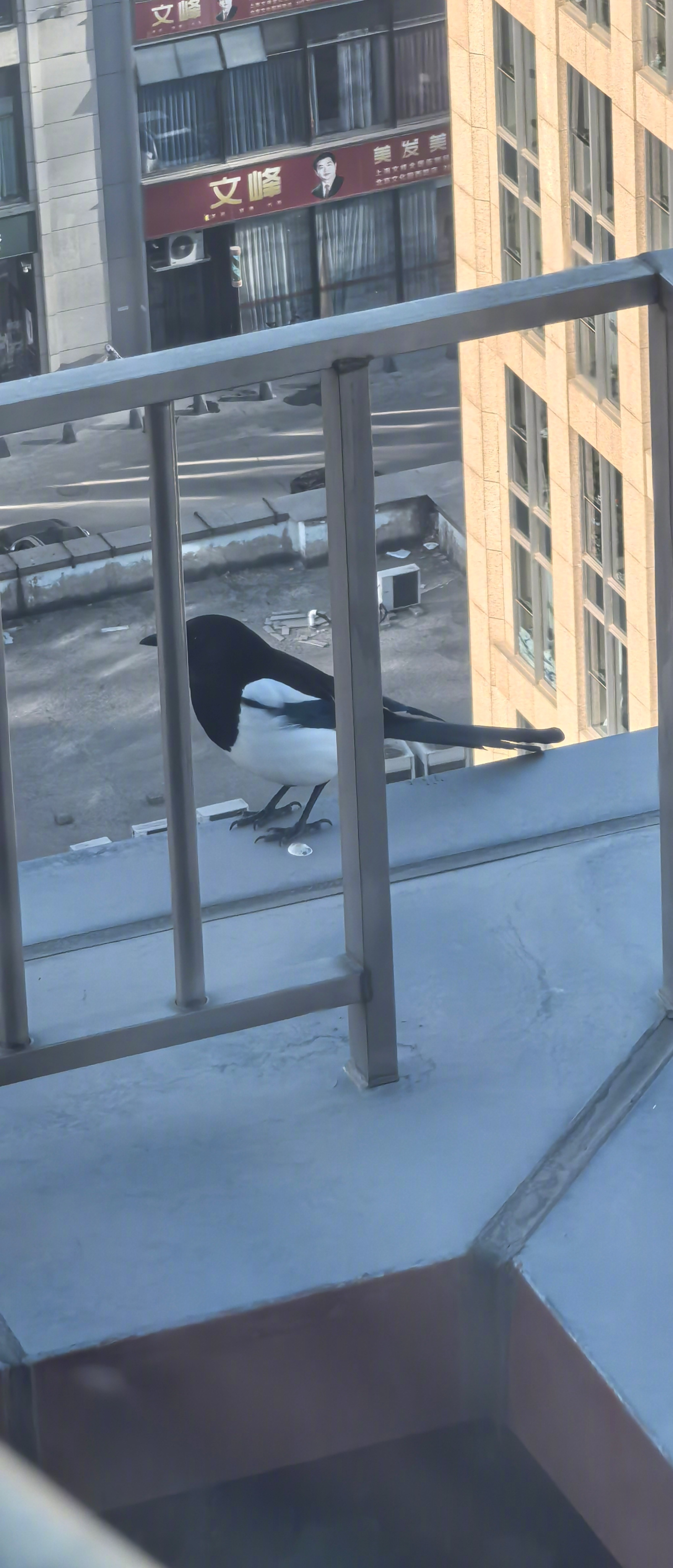 一只大肥喜鹊在露台上徘徊绕来绕去终于选中一个合适的位置拉了一泡屎不久后他把自己女