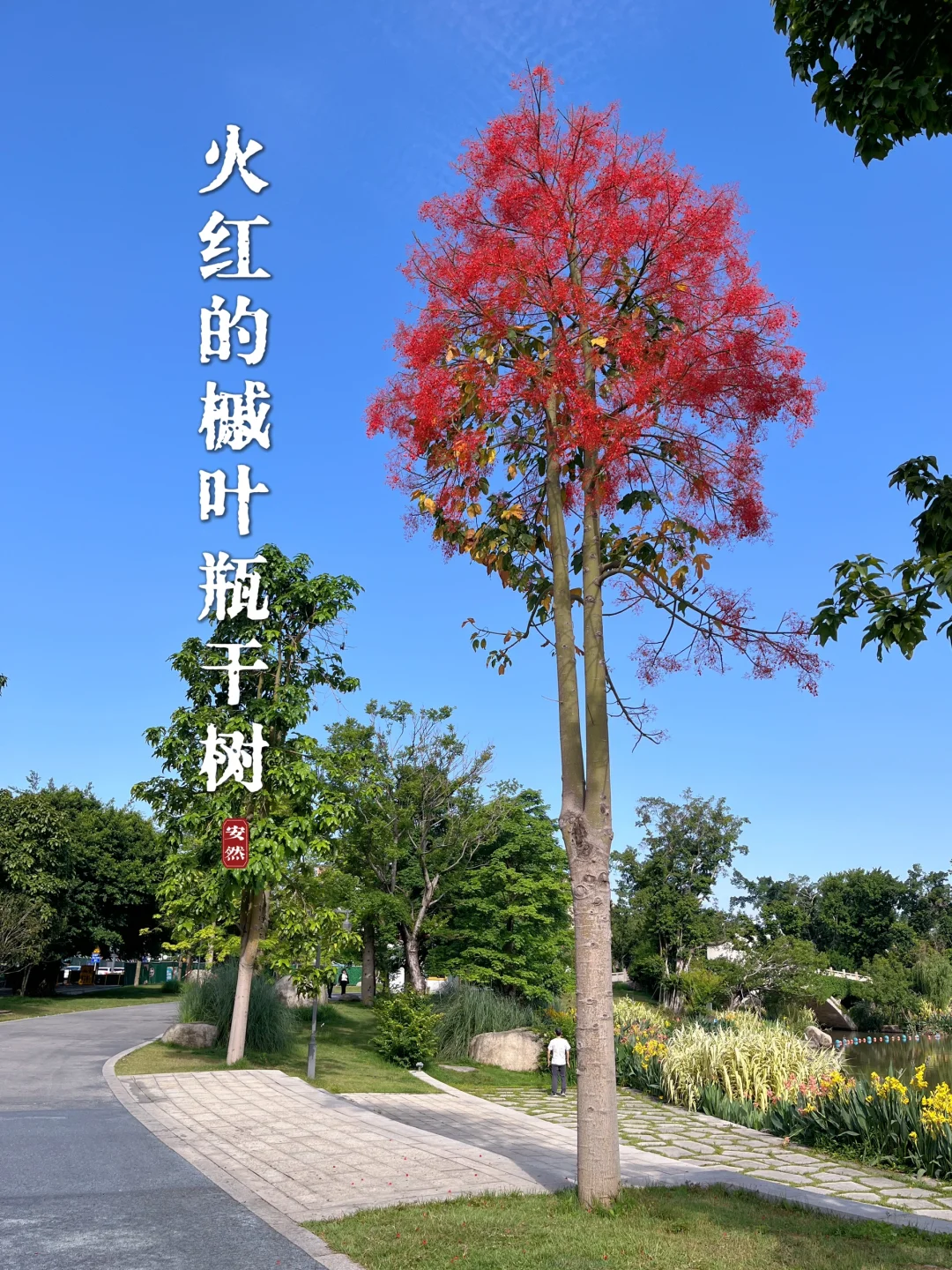 福州植物美图｜红红火火的澳洲火焰木开花啦