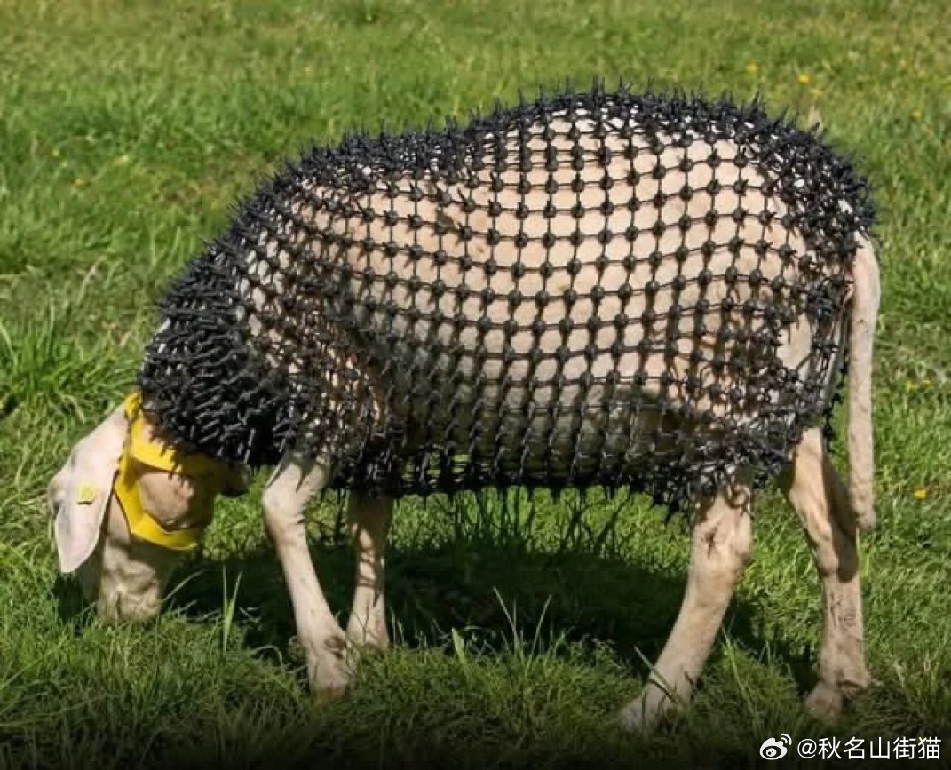 这只羊穿着带刺的护甲，以抵御狼群。海外新鲜事 这款由奥地利发明家设计的轻便背心采