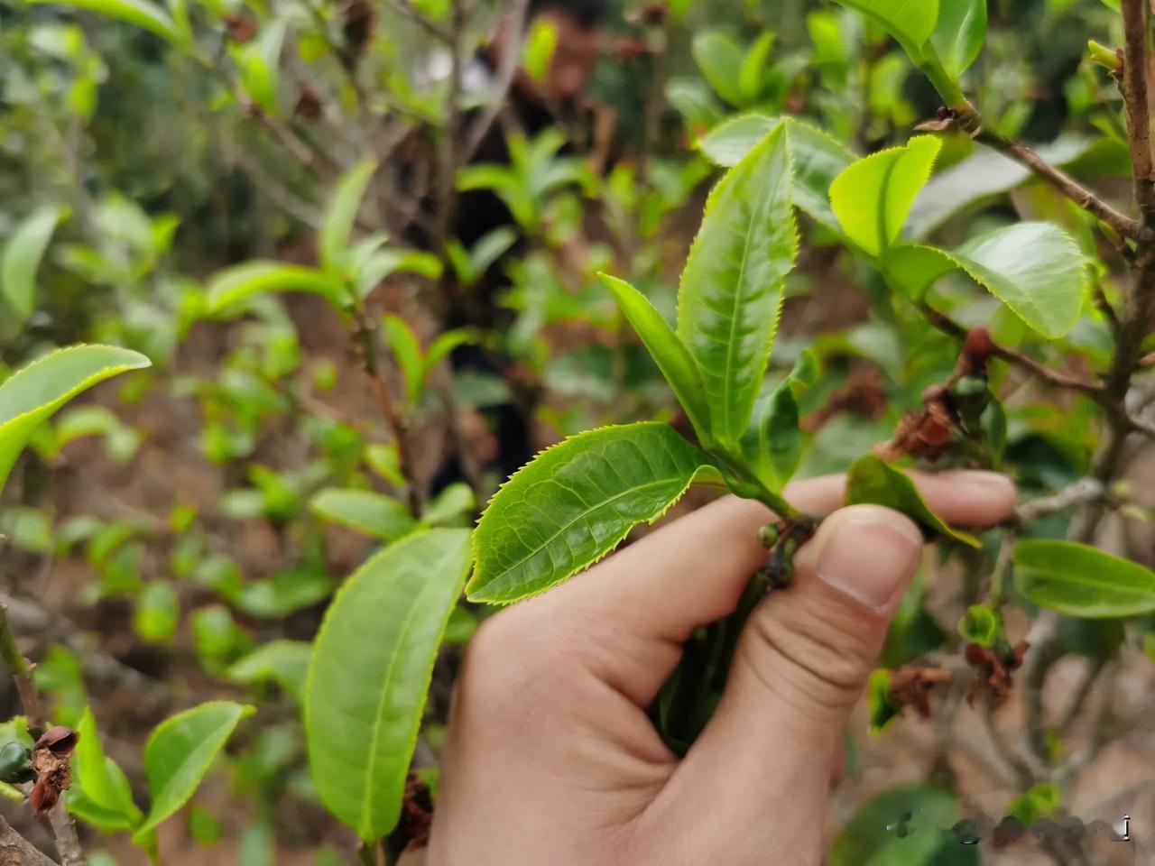 一个人的能量，可以理解为个人的活力、动力、情感强度以及心理和生理的健康状态，对人