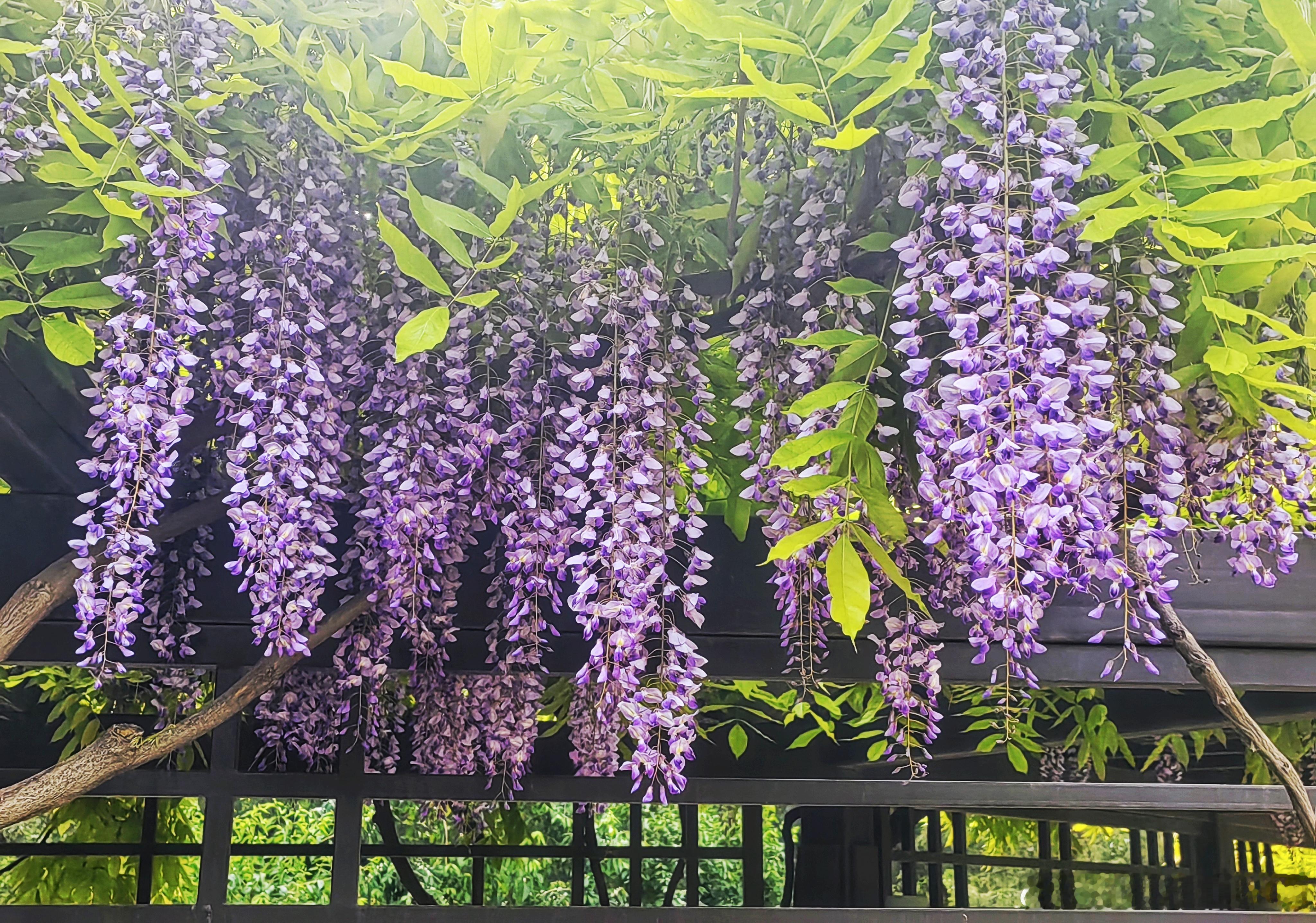 北京玉渊潭公园留春园紫藤花摄影 