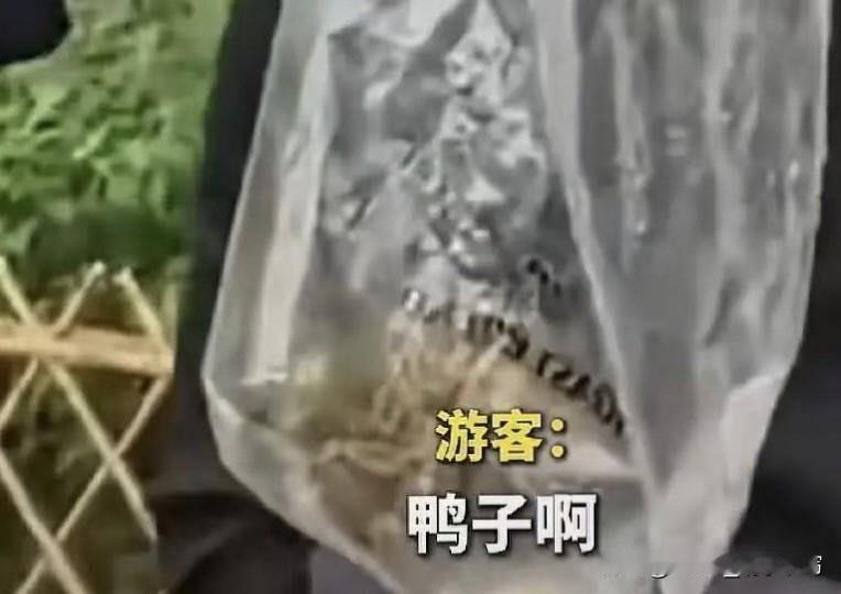 五一假期最后一天，杭州太子湾公园居然有人把小鸳鸯装塑料袋想带走，简直离谱！

5
