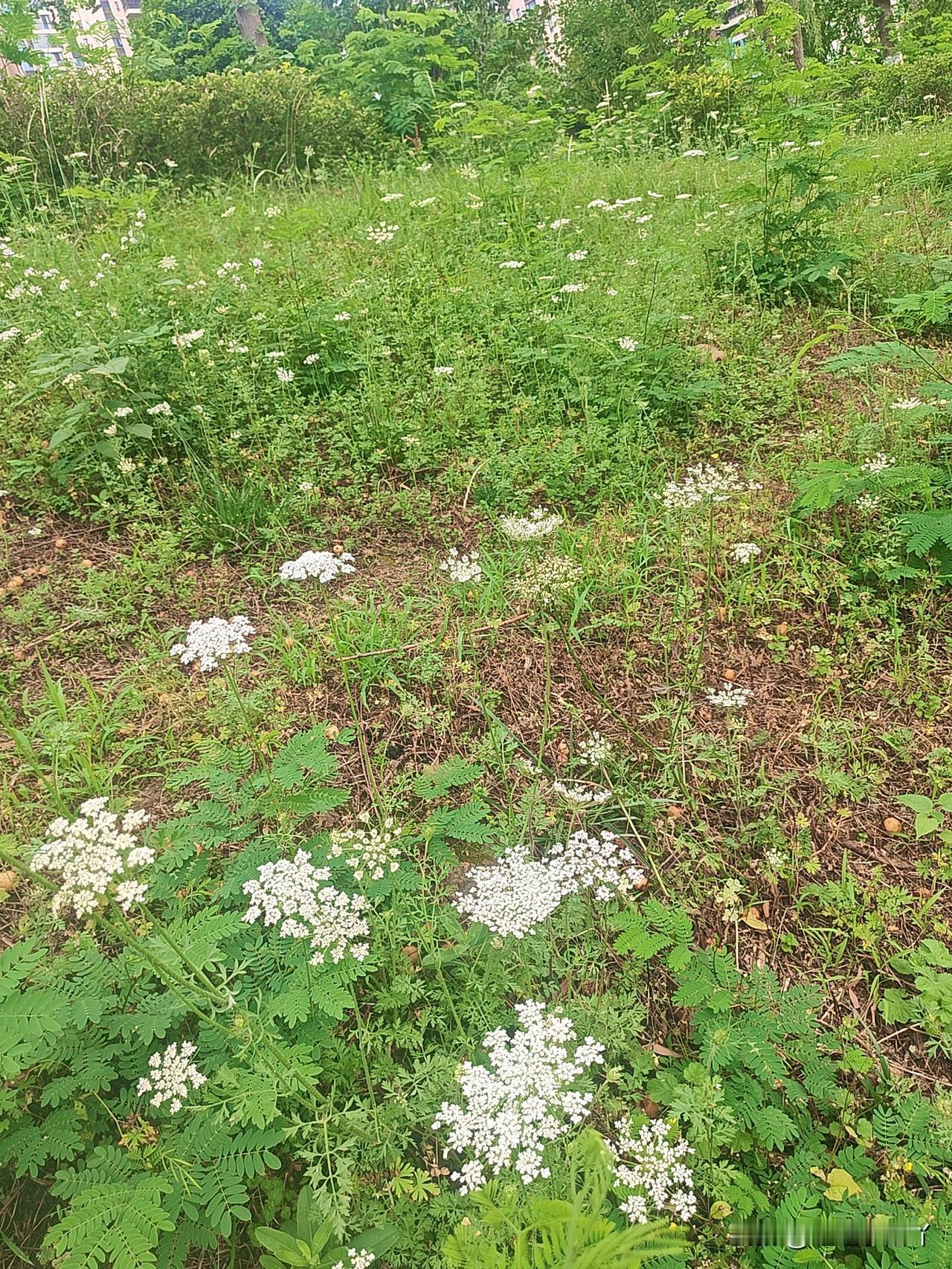 分享一张你相册的拍的花