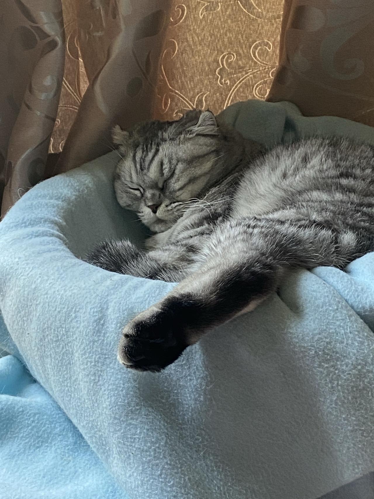 晒出你家猫咪的睡姿我可爱的小猫咪，睡在它的小窝里，露出它的小脚丫子，睡姿也很美哦