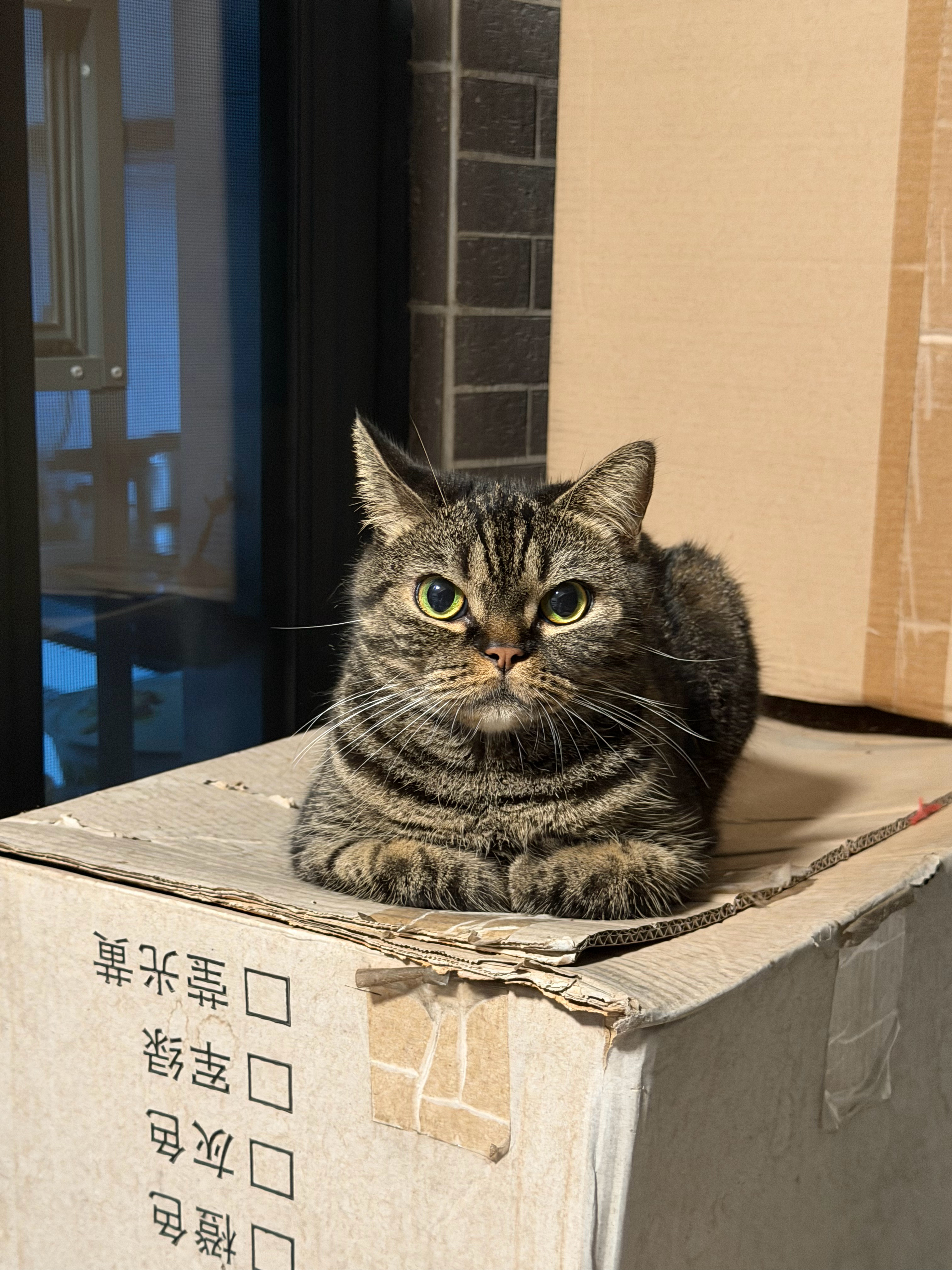 就这样萌萌的看着你