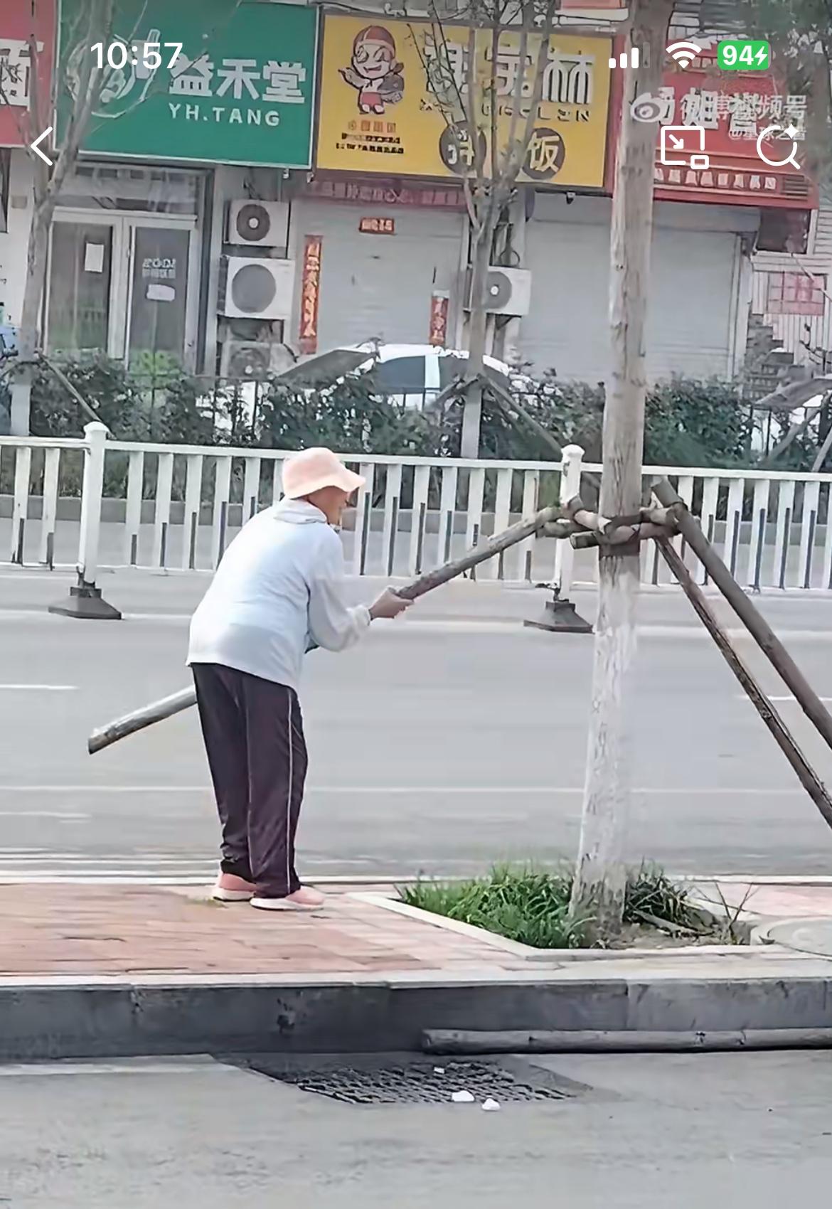 大妈你在干什么？竟然打起行道树支护的主意，把它们拆下来当废铁拿去卖钱？这些种上去