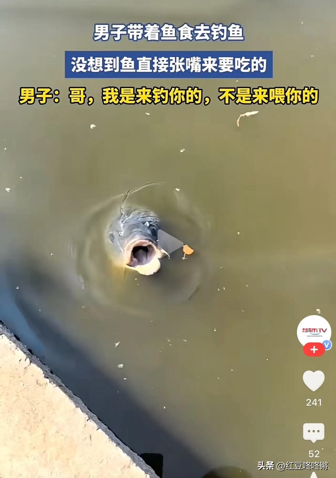 山东青岛一位大哥，备好满满一桶饵料去钓鱼。鱼竿都还没来得及抛下水，一条肥鱼就晃晃
