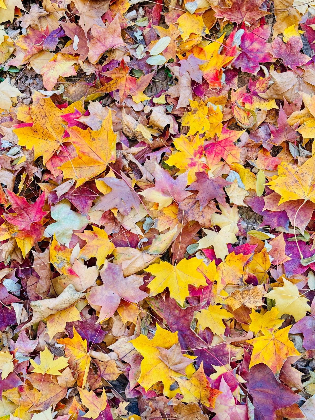 秋天，被打翻在地上，画上了句号。风，是秋天的终结者，也是冬天的开路先锋。

银杏