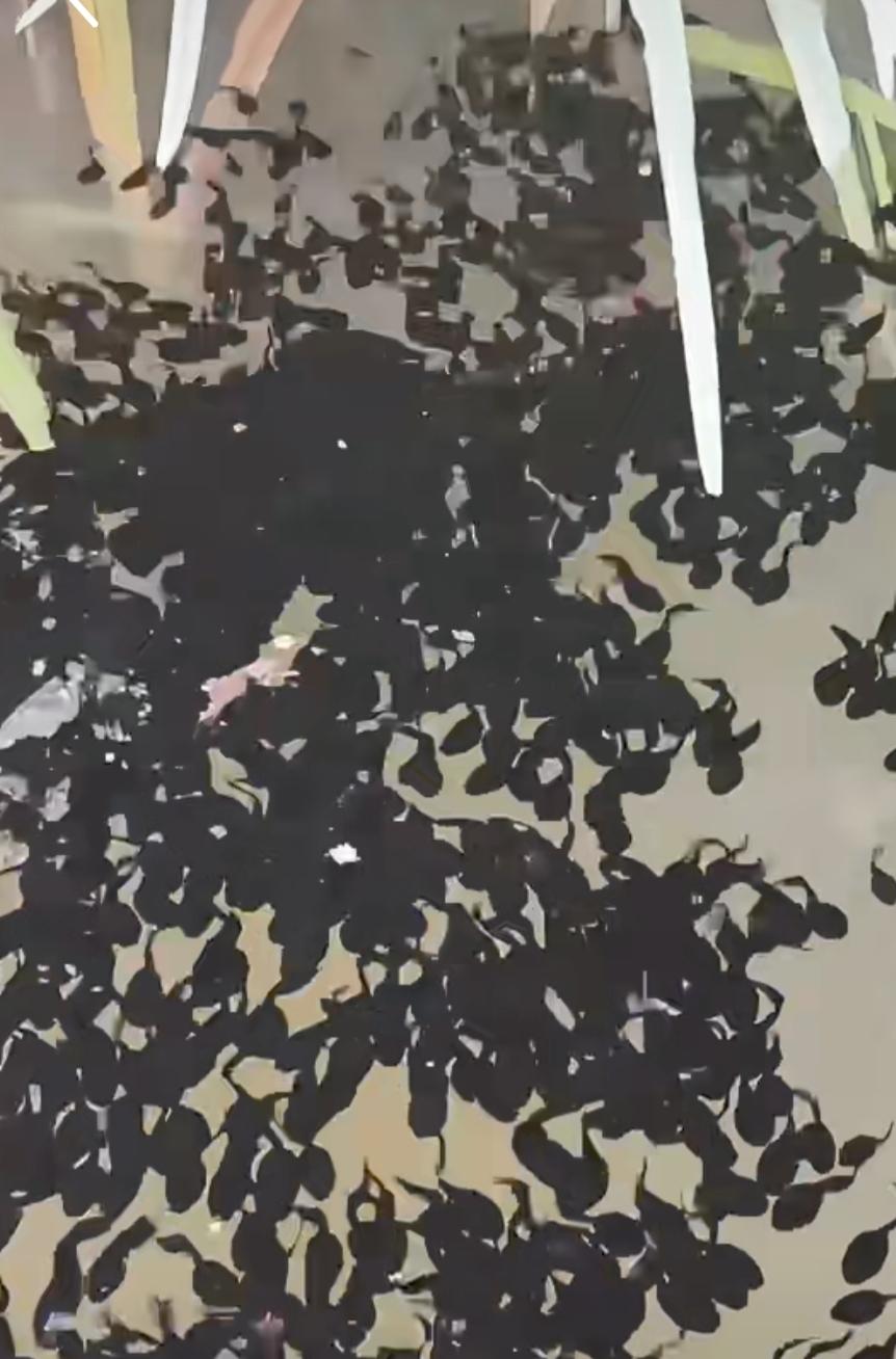 你们的家乡方言把这个叫什么？反正我们青海话叫“丁丁马勺儿”