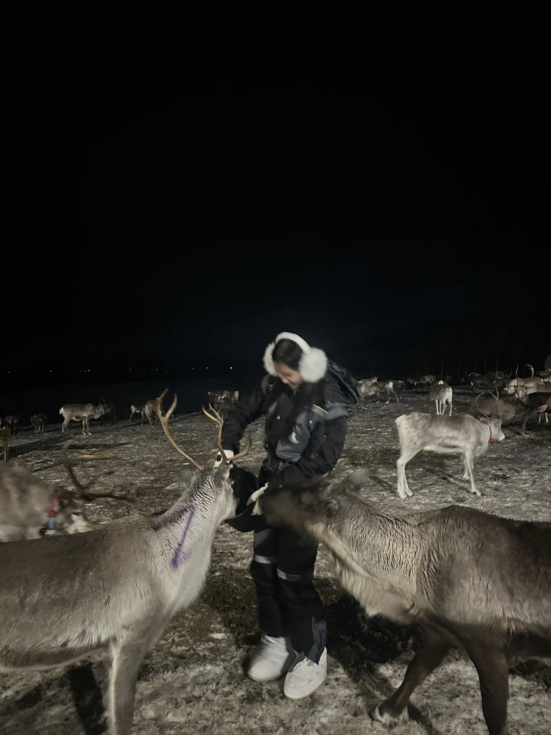 🇳🇴｜喂可爱的麋鹿！！🦌虽然被鹿踹了…🥲