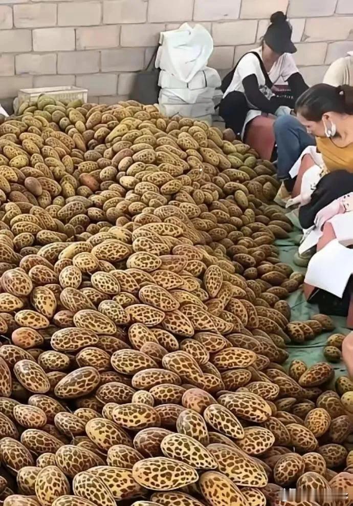 广西一男子路过郊外一处仓库时，被里面的场景惊住了。只见仓库地面铺满绿色垫子，上面