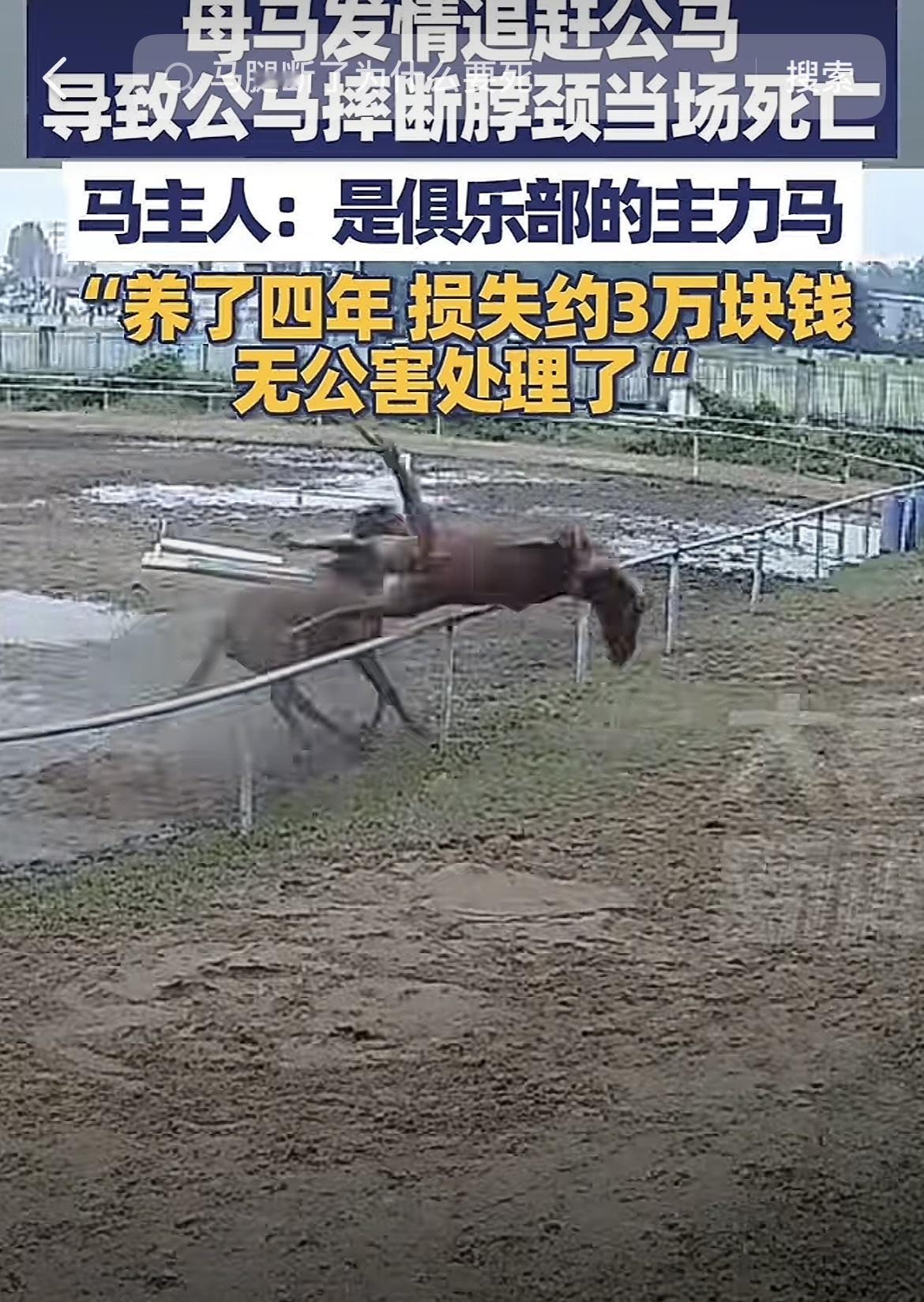 安徽一马场内，一匹母马发情疯狂的追逐一匹公马，公马被吓到到处乱窜，想要跳出围栏，