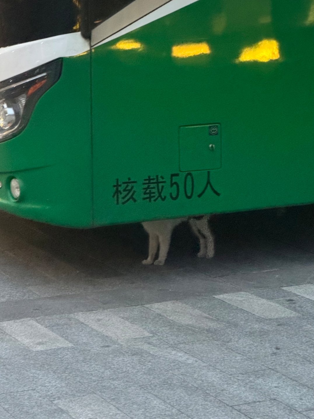 小猫压力也太大了，核载50人