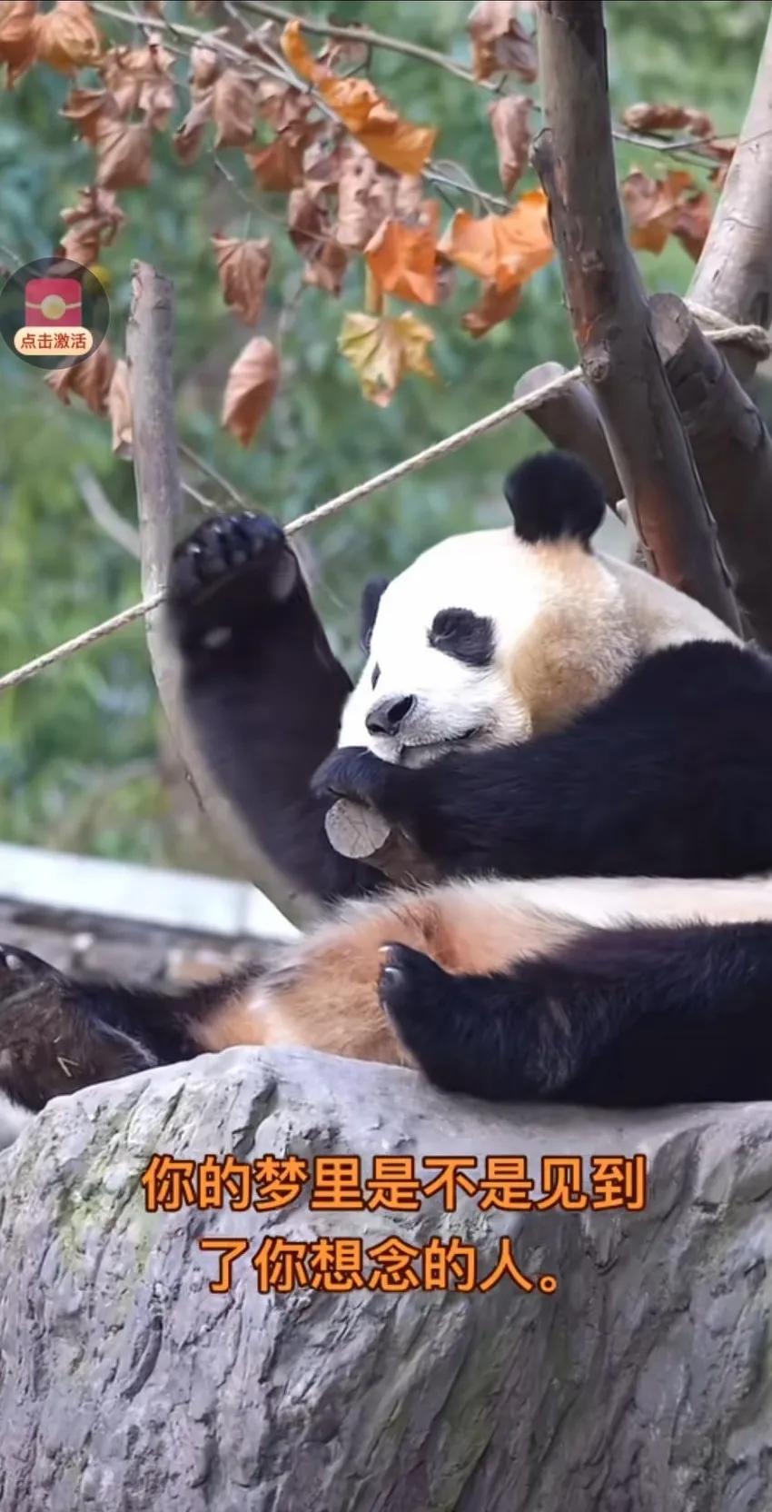 福宝做梦和爷爷牵手，失去了以前的活泼，没有以前的那种灵气，精神头儿了
可怜的娃做
