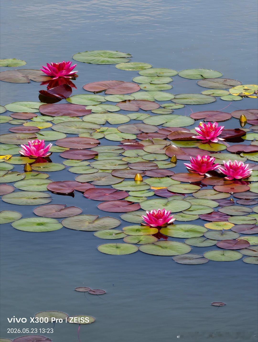 静塘漾清涟，睡莲次第开，红黄花瓣轻舒，幽蕊暗吐香，水波微晃，花影朦胧，如梦如幻…