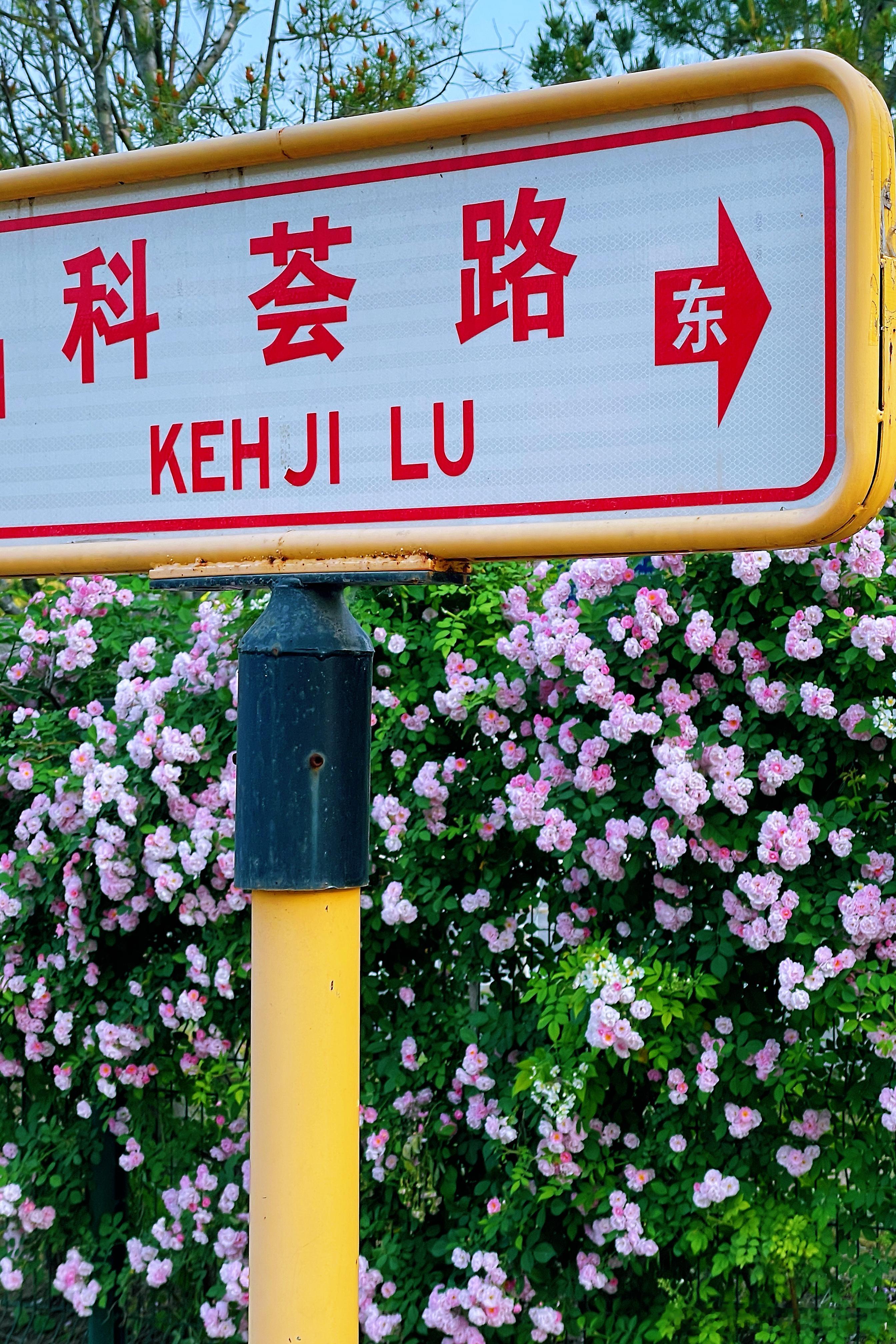 北京奥森蔷薇花绽放中 摄影​​​