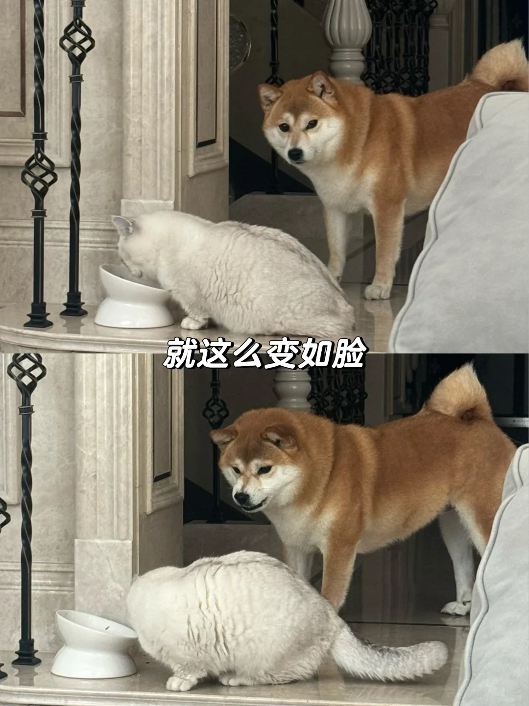 变如脸。