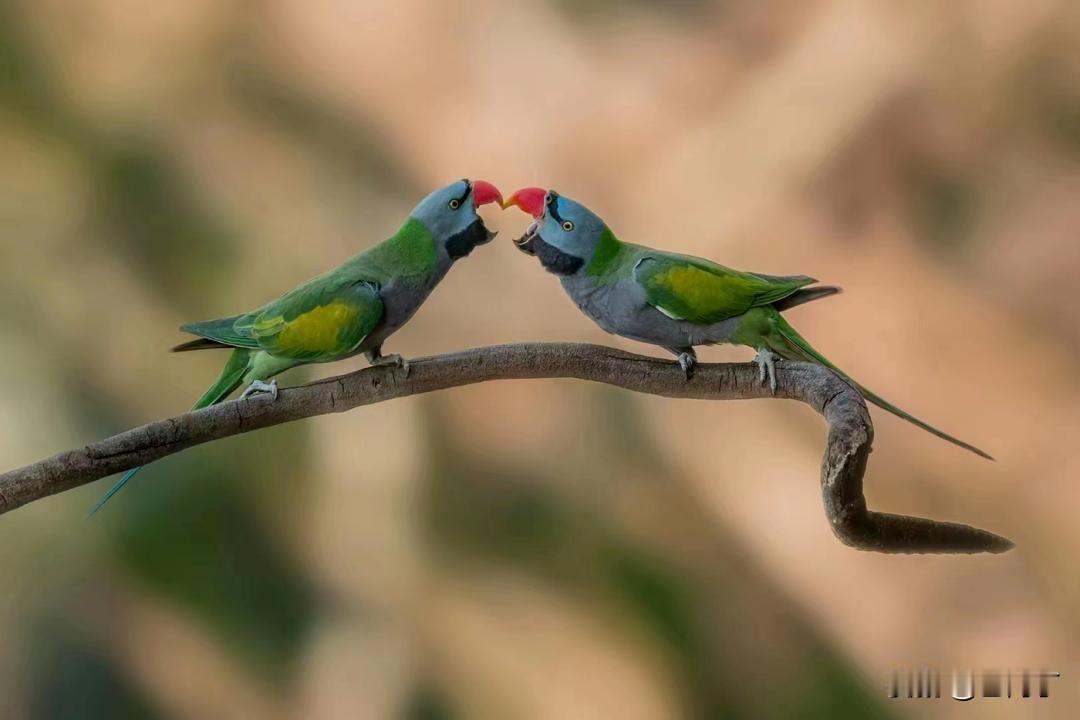 云南发布“护鸟总动员令”！2026年一号林长令剑指非法捕猎，守护“动物王国”！