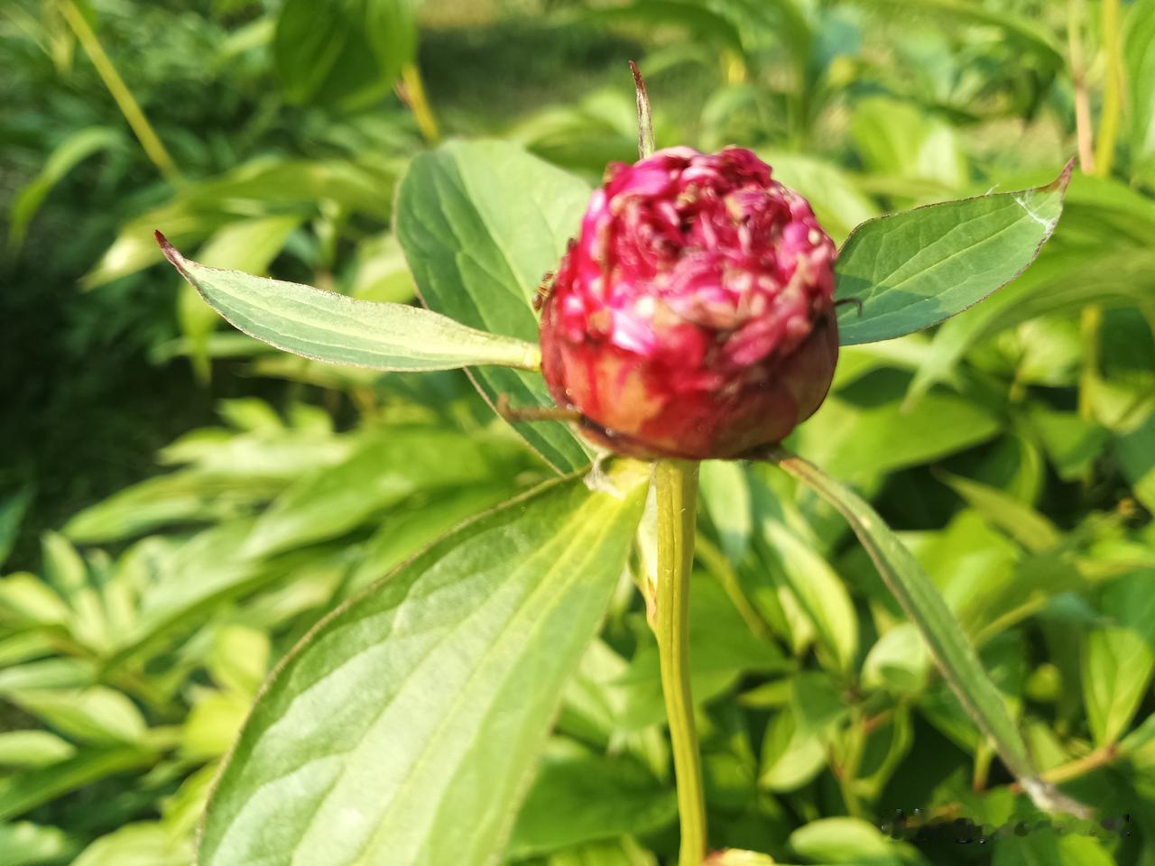 没关系，首次输给俄罗斯队，但仍然是铿锵玫瑰。
还有一个好消息，中国一群十二岁的孩