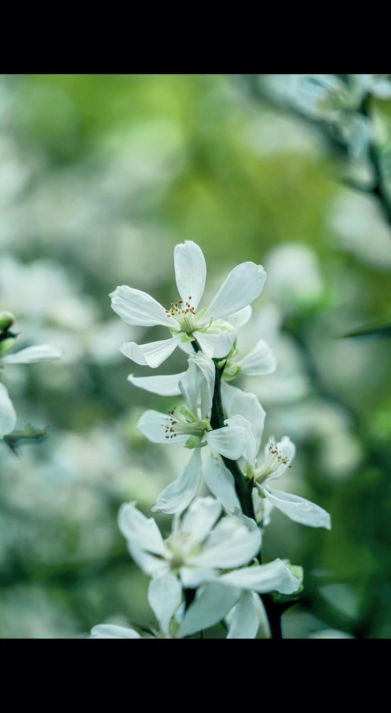 🌸白花瓣踮着脚尖跳舞💃，阳光漏过缝隙吻在花蕊上✨。春天是场盛大的暗恋啊～