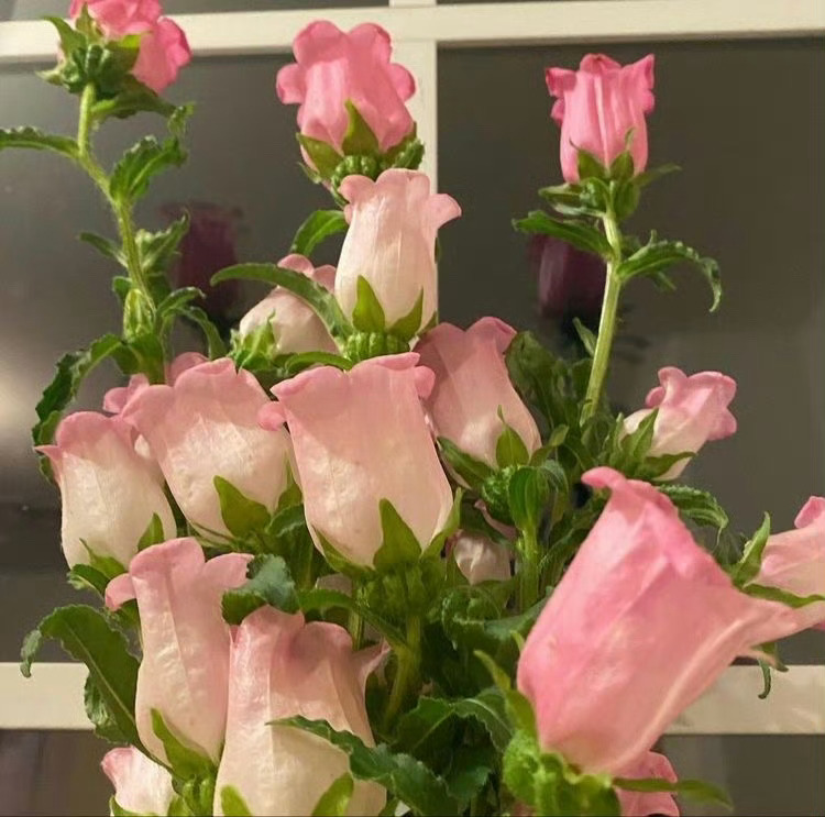没有人不爱花花🌸 