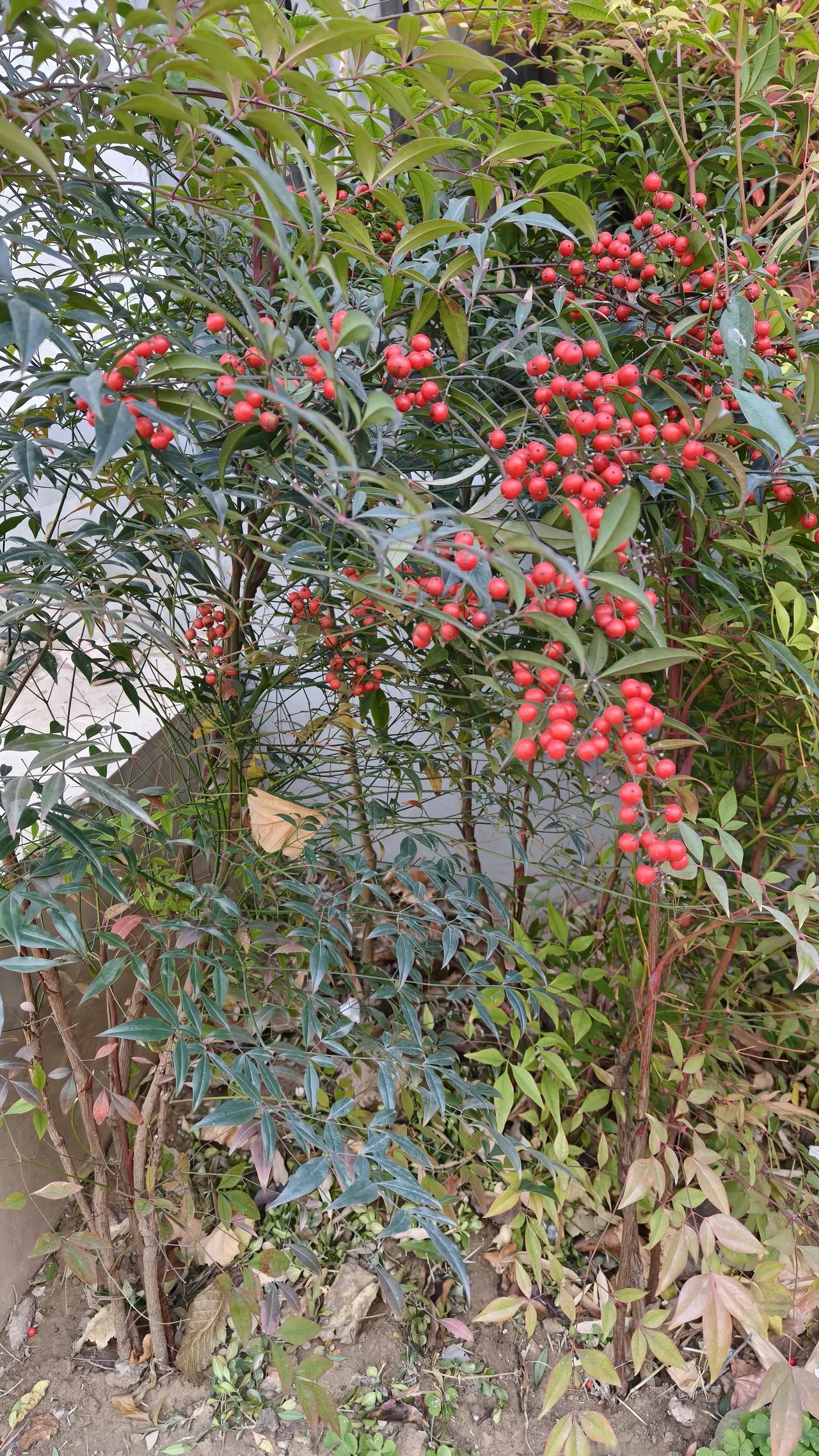 这个是红豆吗，太漂亮，寒冬之际红的灿烂似火。