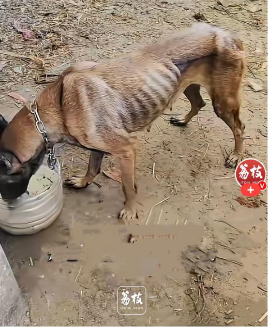 近日，广西百色一只被大水卷走的马犬回到家了，主人和马犬双双流泪……
 
信源：大