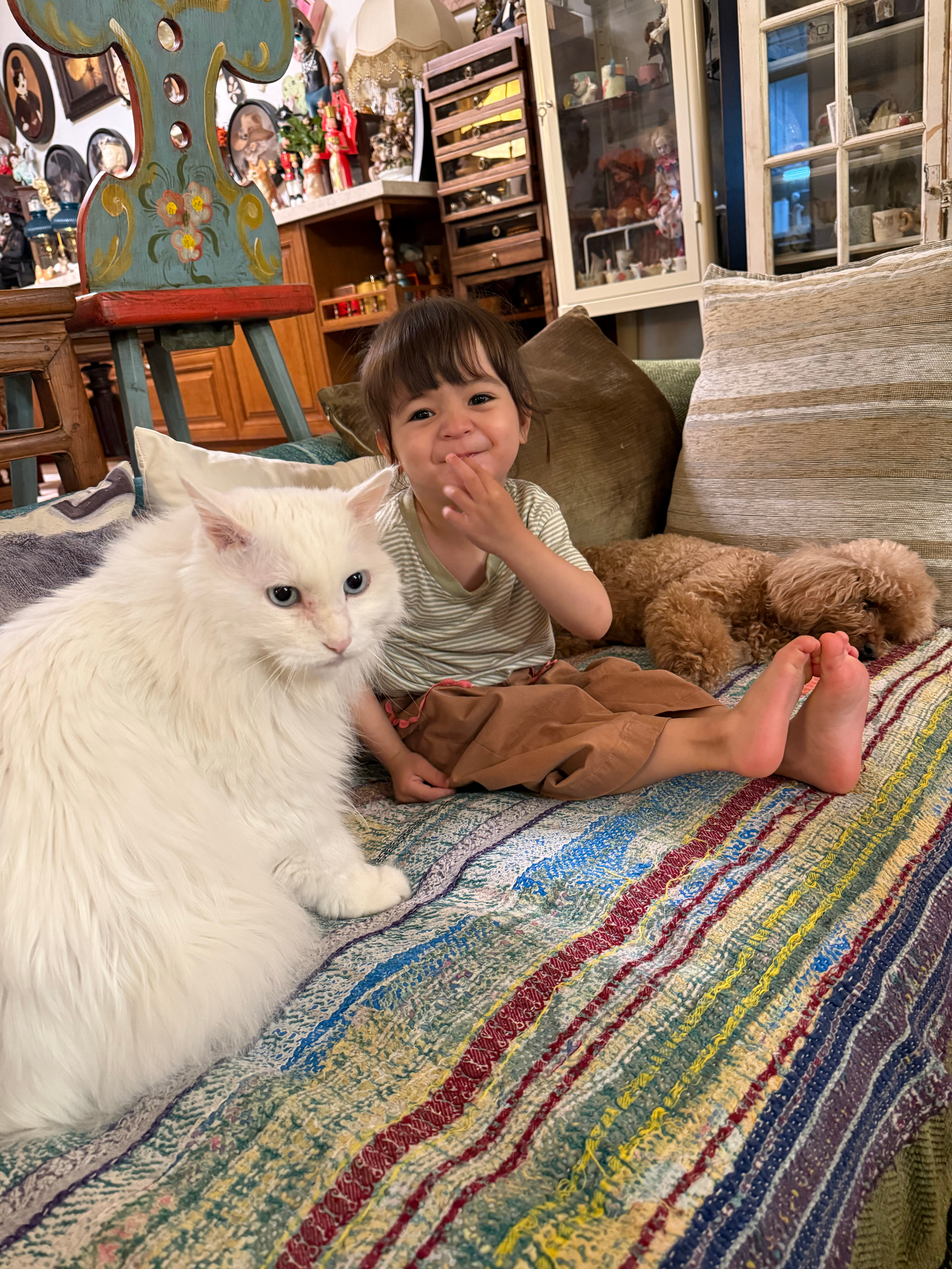 昨天来了个美国小客人，看见猫猫激动得打开小尖嗓，我家猫立马无影无踪。只有小笼镇定