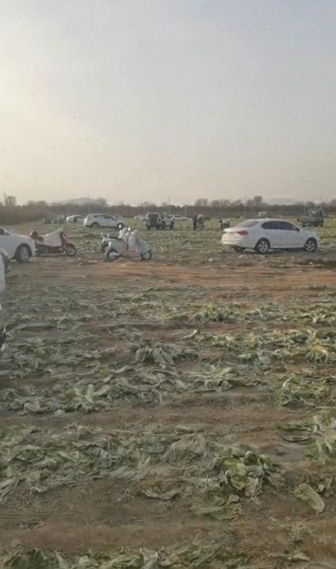 内蒙古赤峰，男子包了400亩地种白菜，眼瞅着就能卖钱了。结果当地媒体发视频称，男
