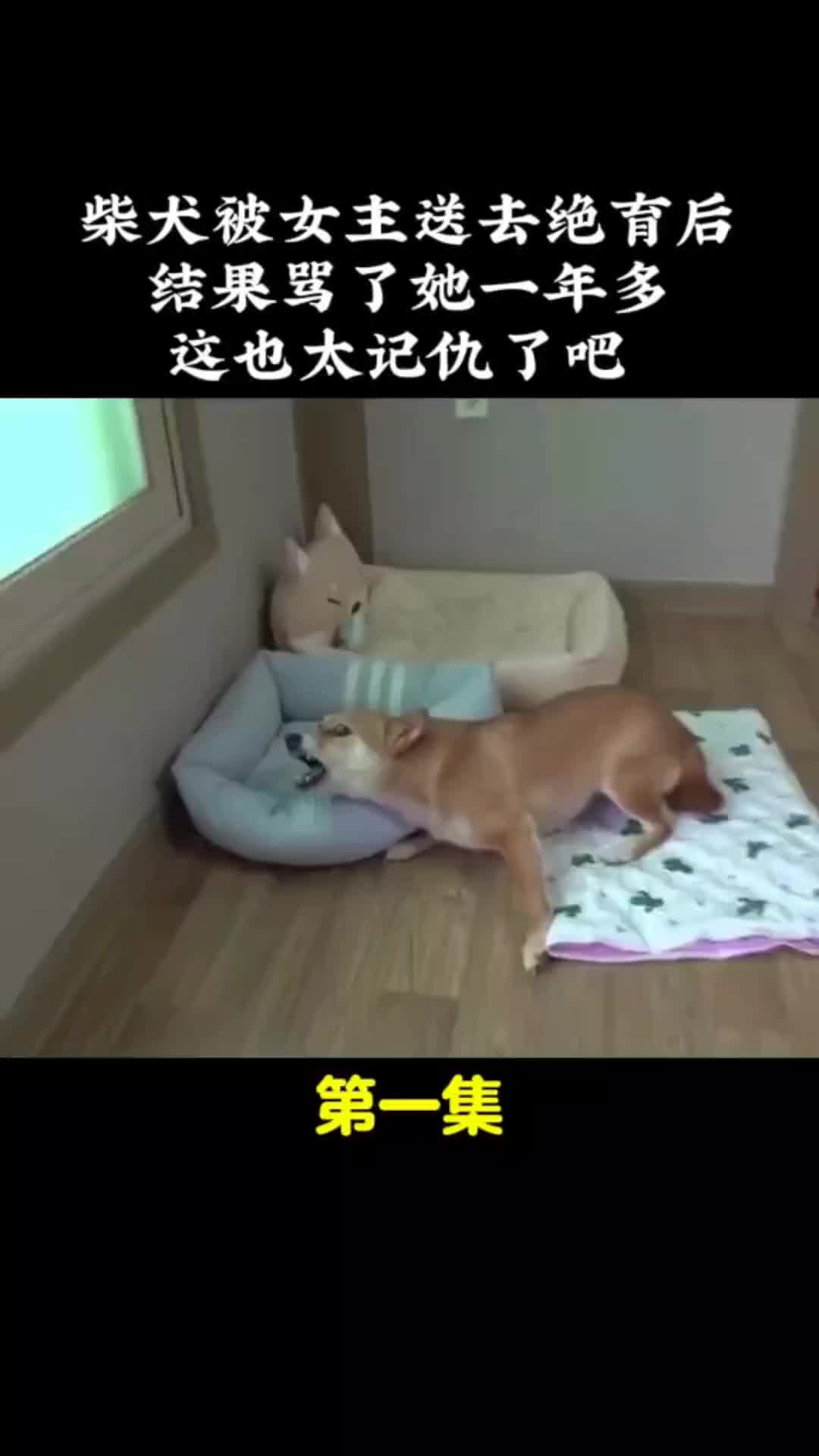 动物解说 动物的迷惑行为 内容启发搜索