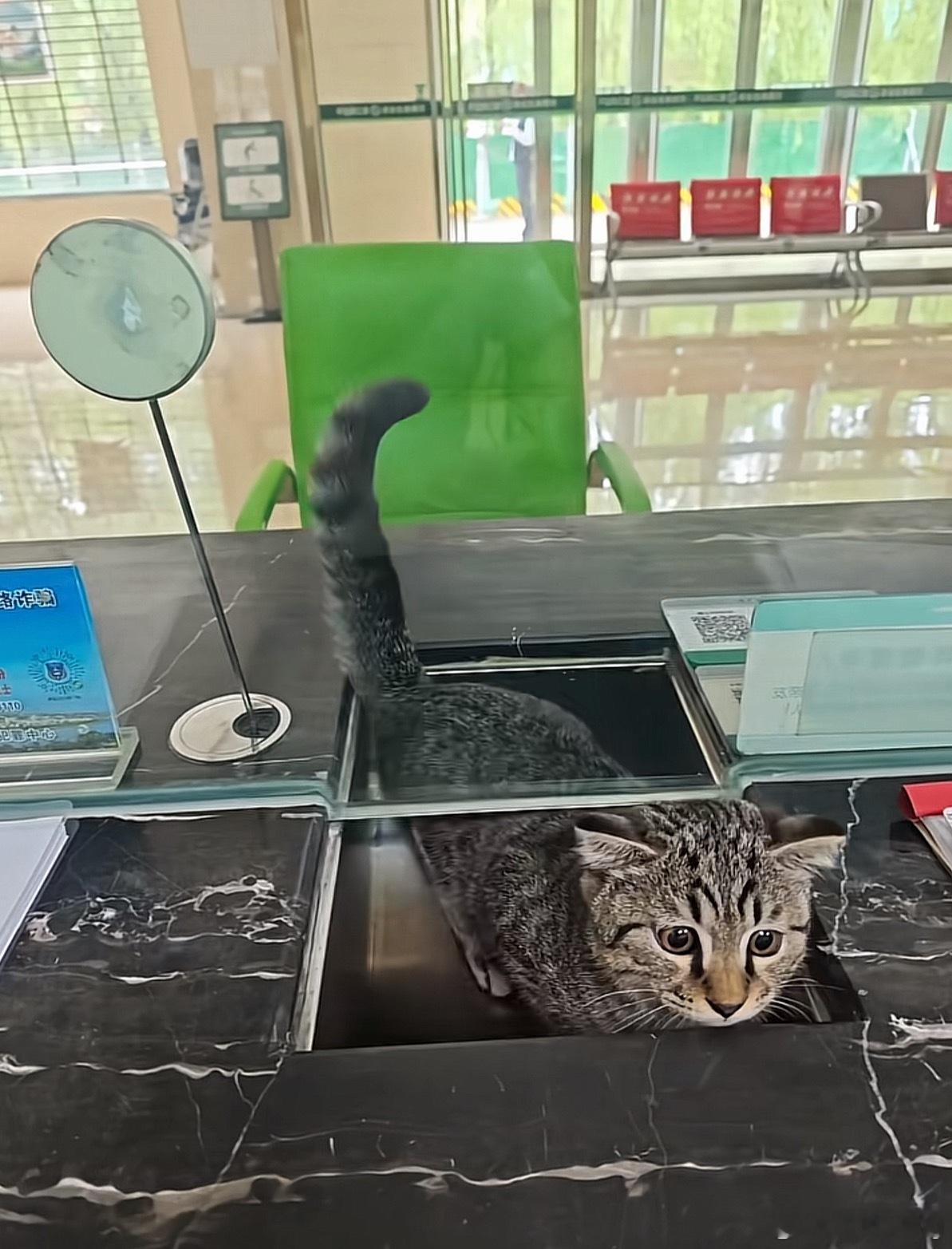 这猫来银行估计是过来查一下“鱼”额