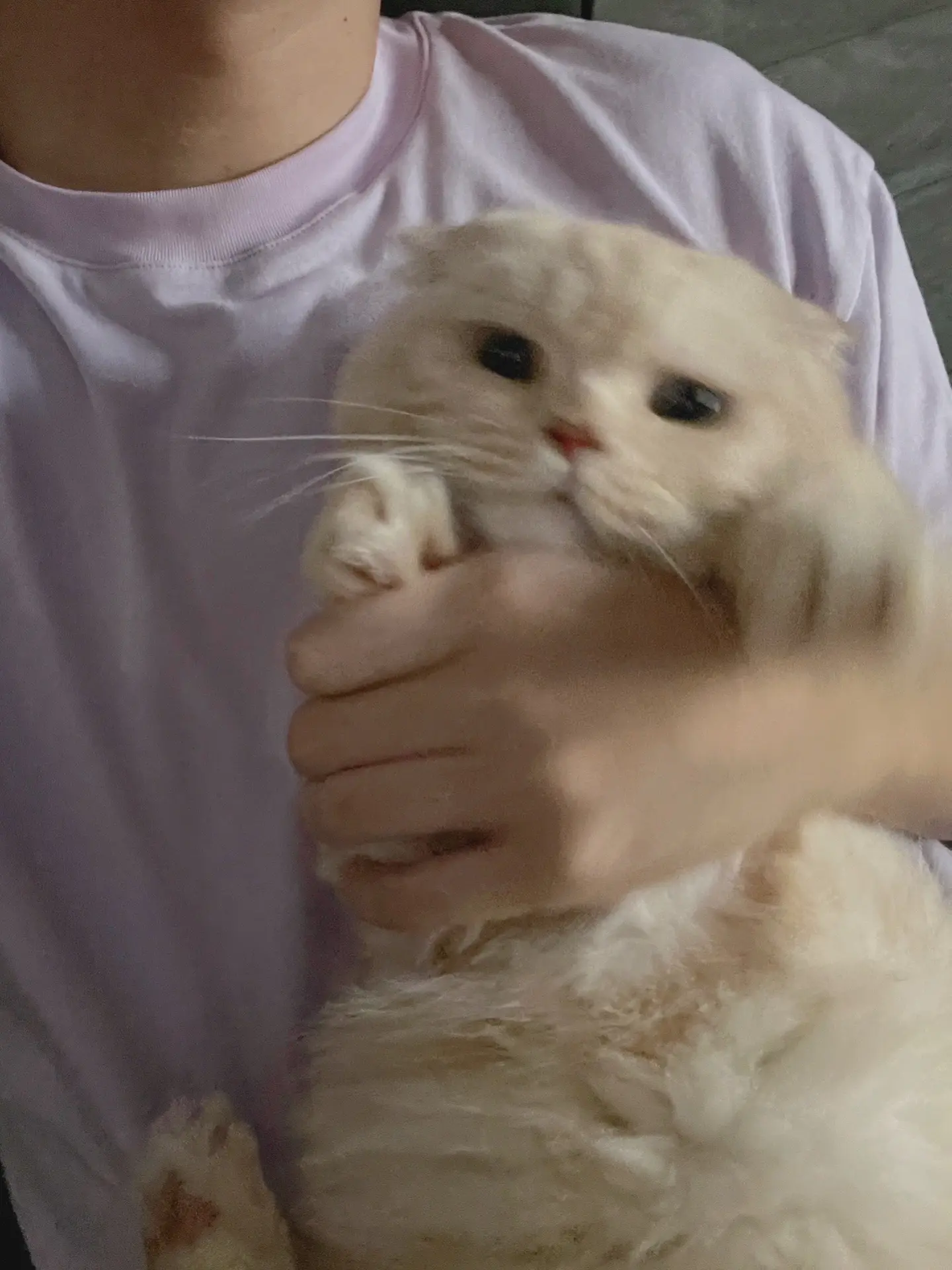 累了一天 抱一抱猫猫治愈一下自己