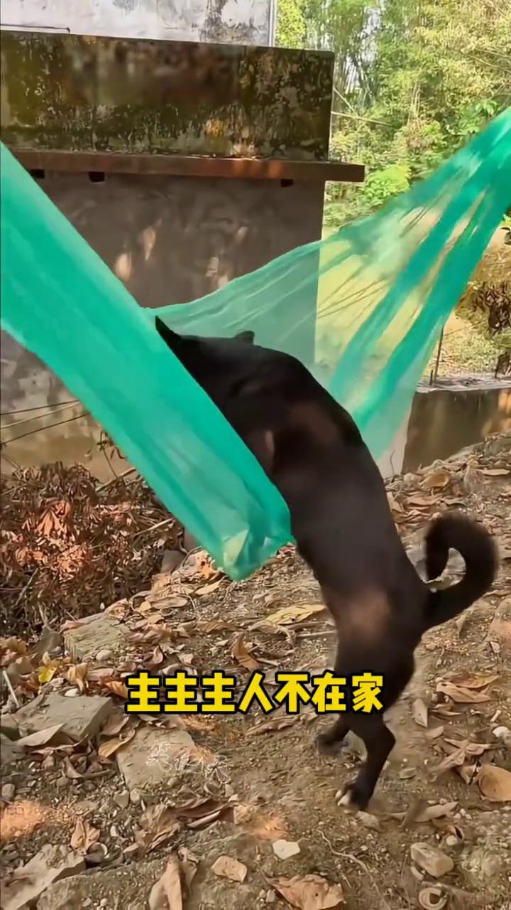 狗子会享受。
我看着主人躺在上面睡觉，挺悠闲的。正好今天主人不在家，我也试一试。