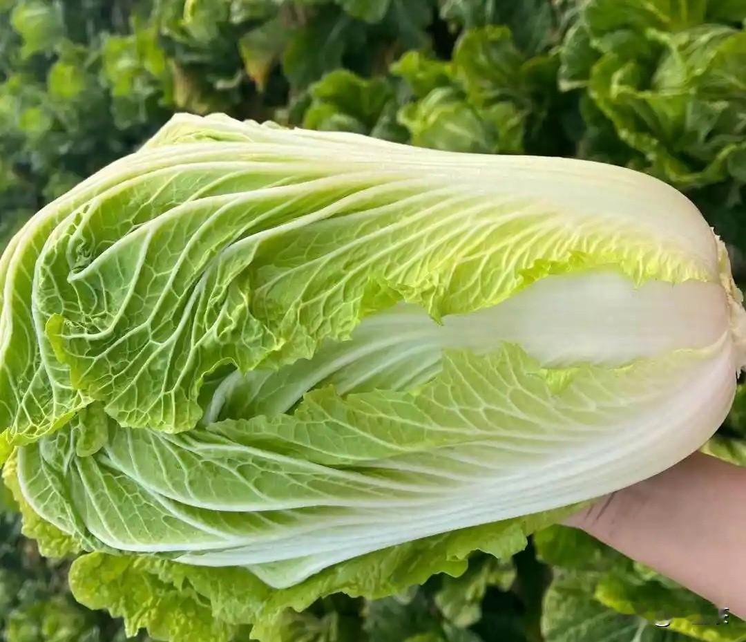 最近全网刷屏的“甲醛白菜”事件，看得我特别揪心，真不知道还有什么菜可以放心大胆的