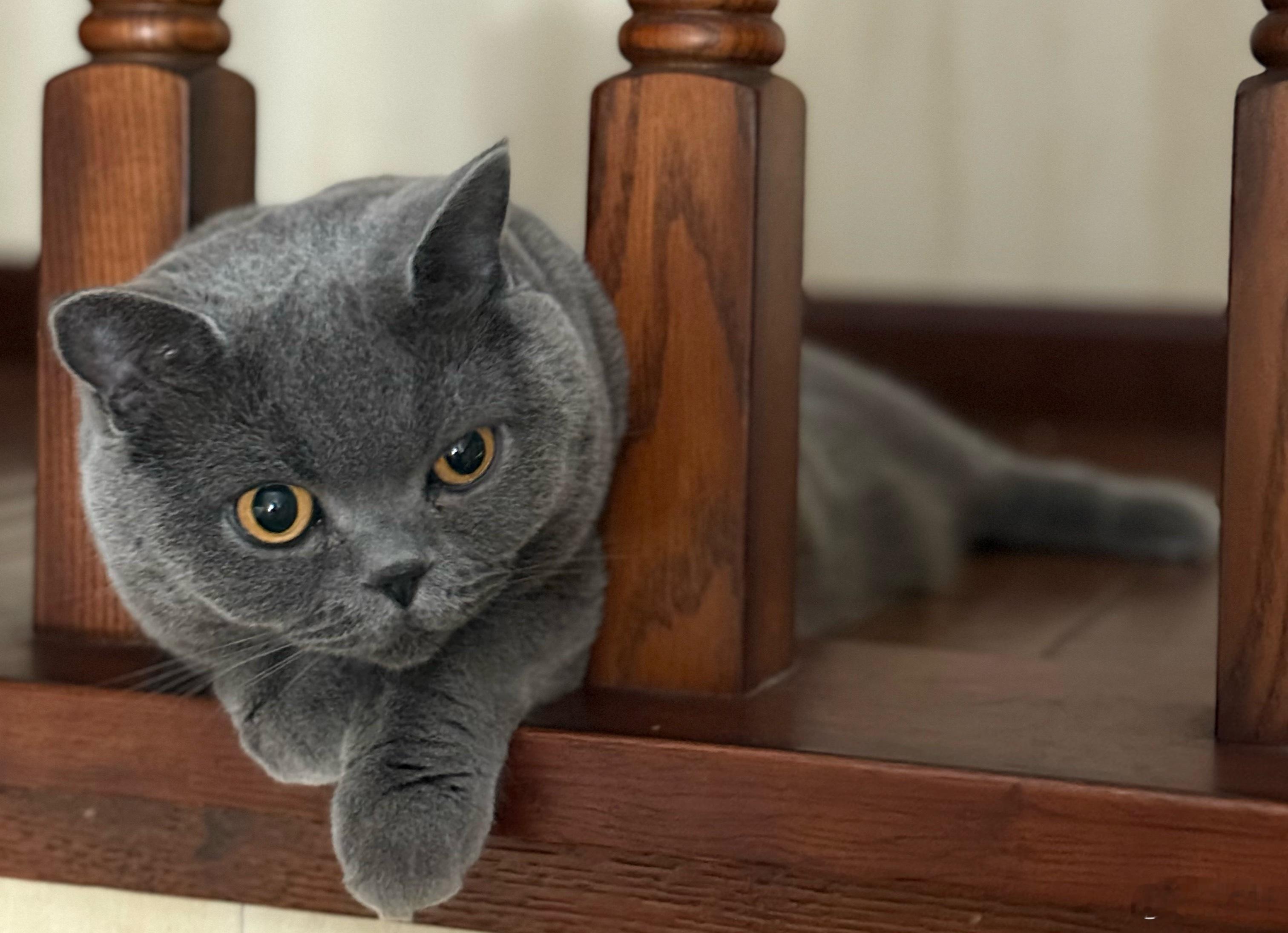 还是猫猫幸福。既不用吃铅，也不用吃屎。 ​​​