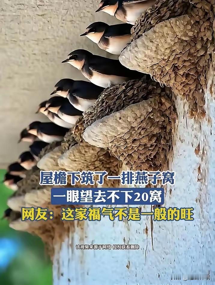 河南周口一对打工夫妻离家一整年，推开院门傻眼了：空荡荡的屋檐下，燕子们趁他俩不在