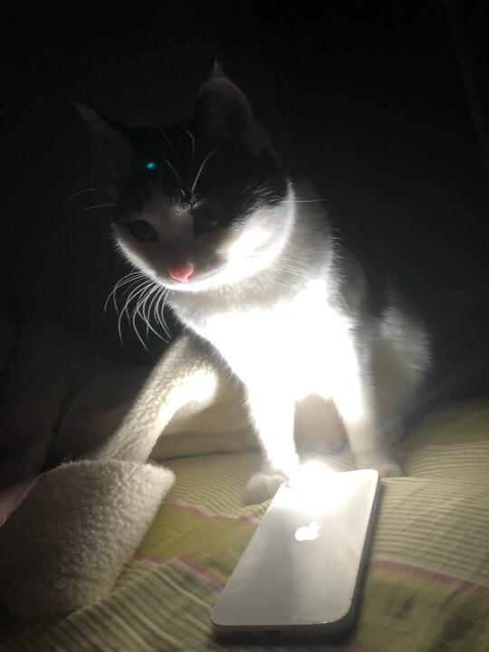 小猫鼻子是粉色QQ糖