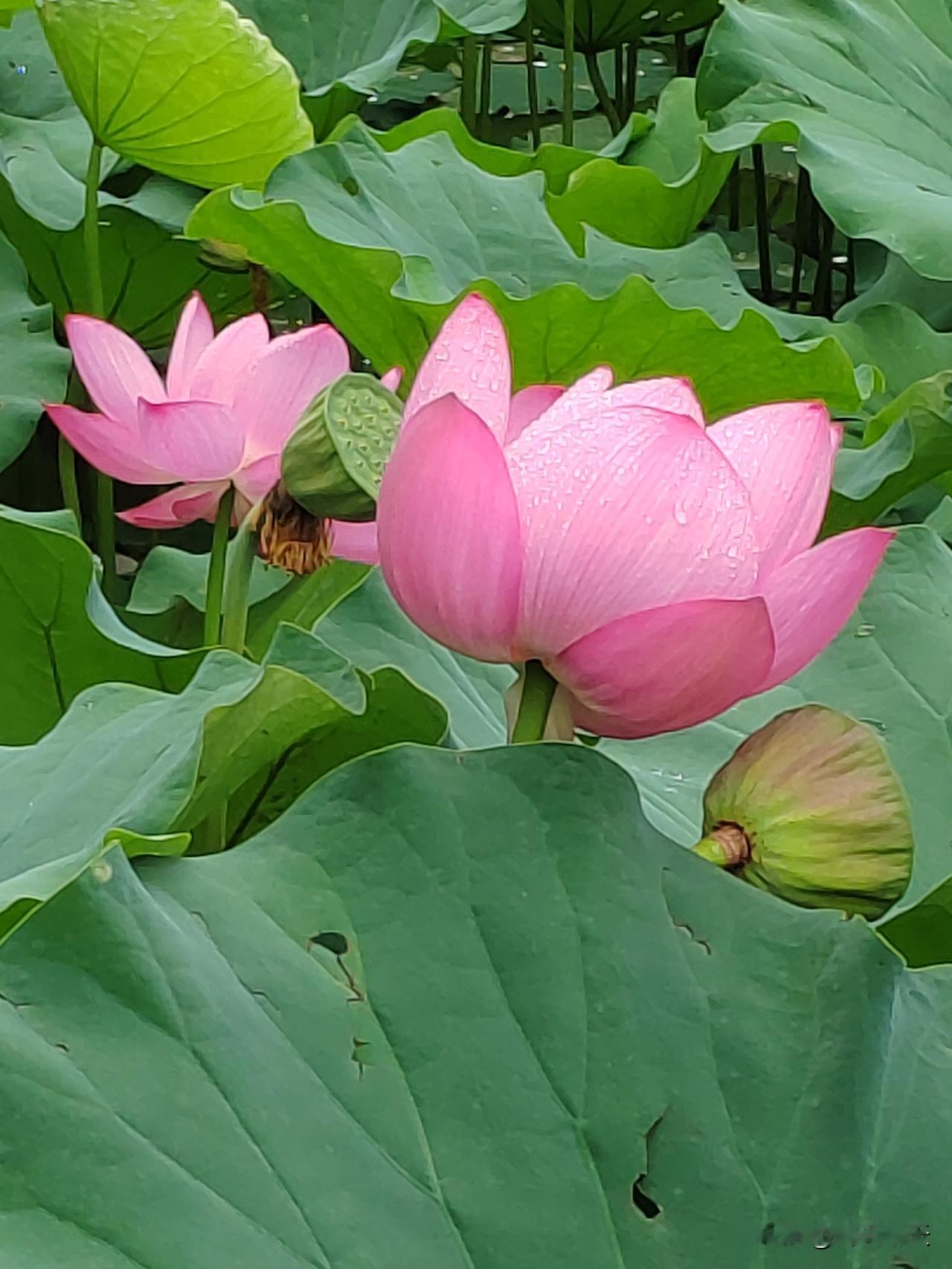 夏日限定浪漫，莫过于一池荷花盛放。

 炎炎盛夏，万般风景皆逊色，一池盛放的荷花